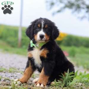 Oliver, Bernese Mountain Dog Puppy
